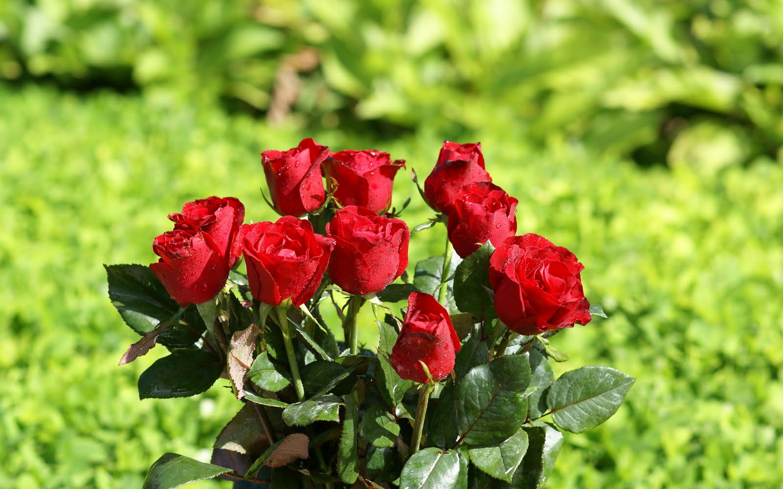 http://4.bp.blogspot.com/_BEyQraI-KQQ/SxSwsw6-lOI/AAAAAAAADs8/bL1p_1hMRK8/s1600/roses-dsc02644.jpg