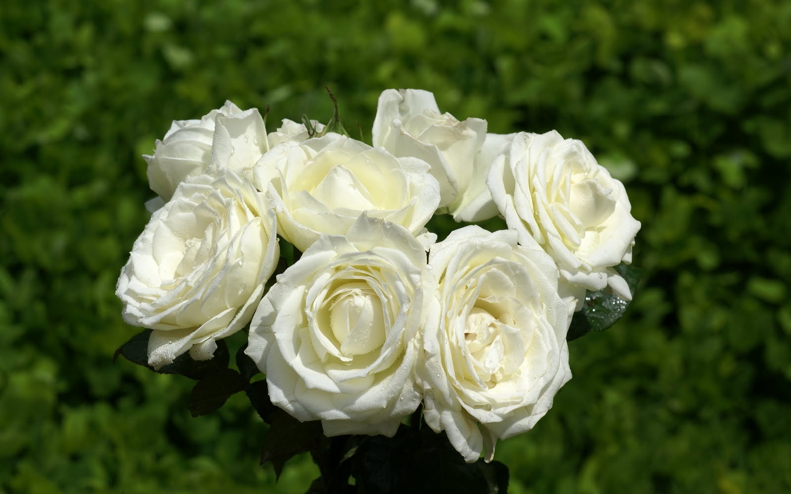 http://4.bp.blogspot.com/_BEyQraI-KQQ/SxSwtfDgjXI/AAAAAAAADtE/OJ6kCLK_0Mk/s1600/roses-dsc02449.jpg