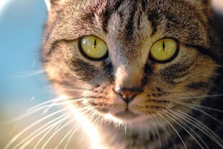 Olhar de um gato