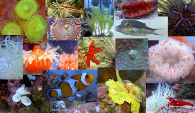 Saltwater Aquarium - Reef Tank