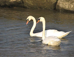 Mute Swans