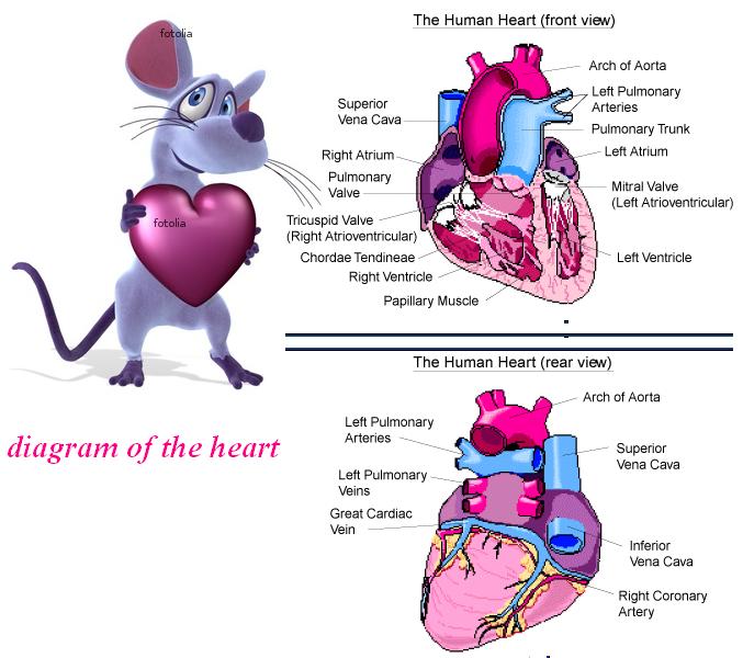 Online Physics Tutors: diagram of the heart