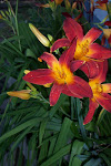 Red and Orange Day Lily