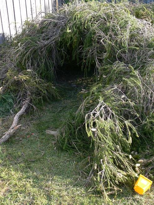 [bush+hut.jpg]