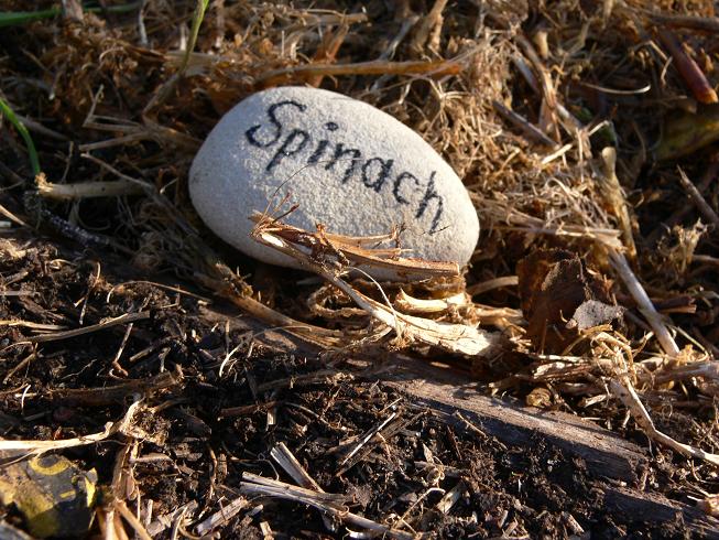 [spinach.jpg]