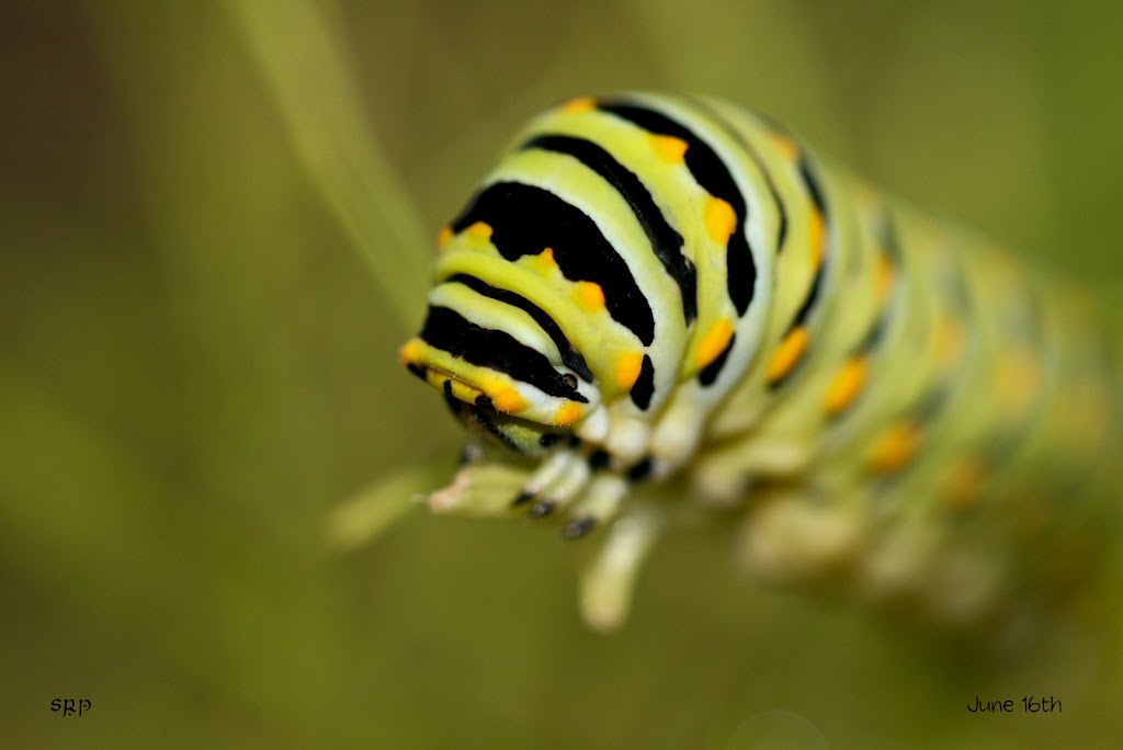 caterpillar delight