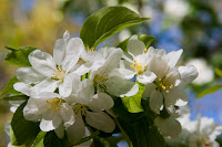 Árboles en flor a principios de febrero