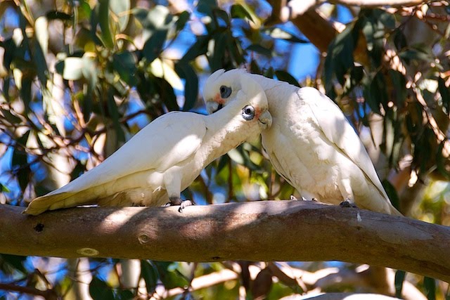 Image result for photos of corellas