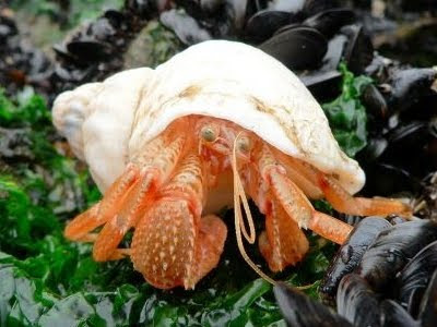 Hermit Crab lives in Seashell