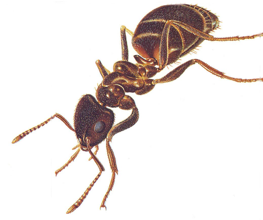 Ant Pinchers