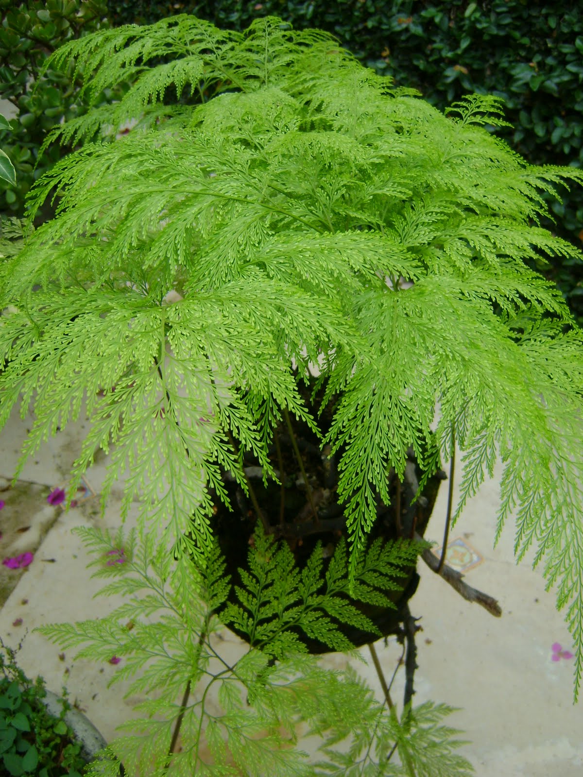 Simplesmente Fascinante Davalia Fejeensis vulgo Renda Portuguesa Simplesmente Fascinante Davalia Fejeensis vulgo Renda Portuguesa