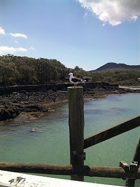 春から夏へ　オークランド