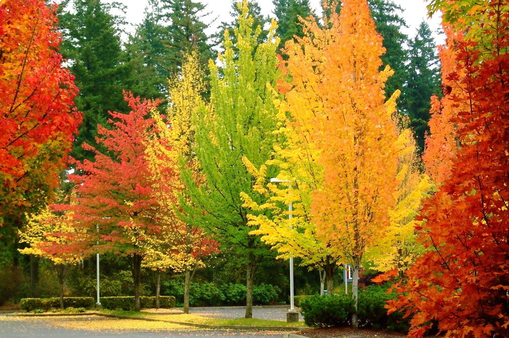 Spring of Autumn: Colours of Autumn.