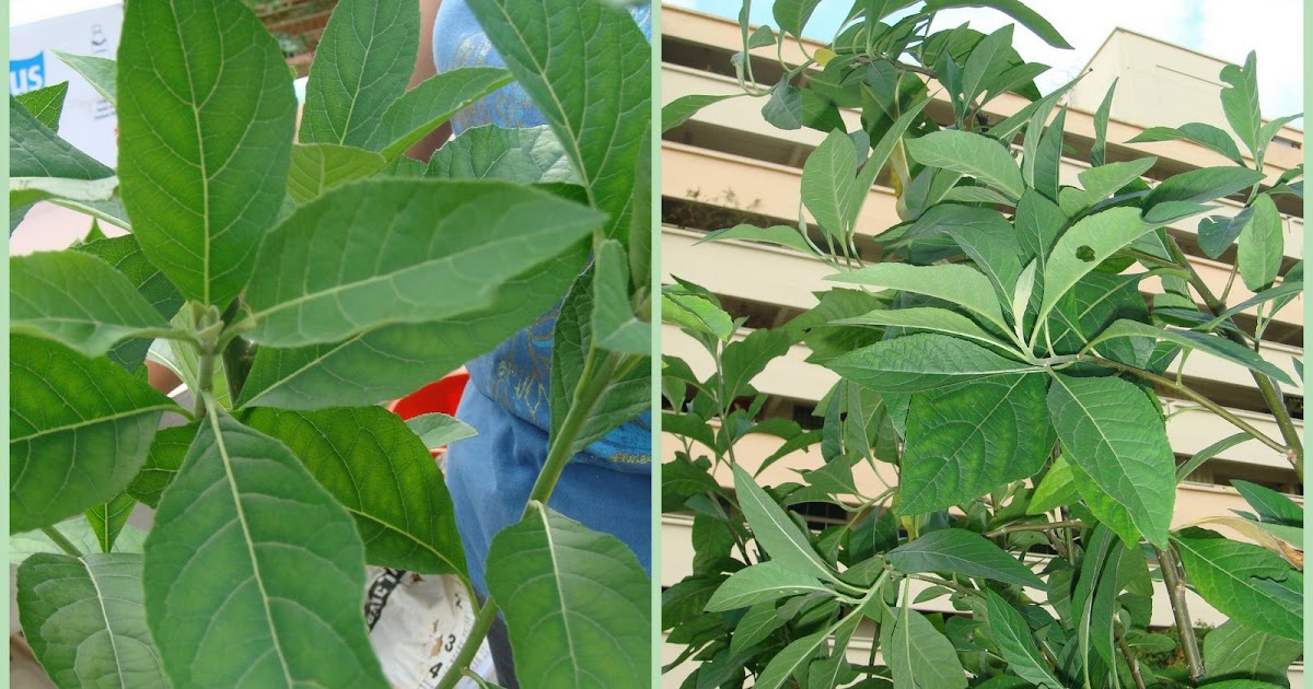 Gardening Dream Inspire African Leaves