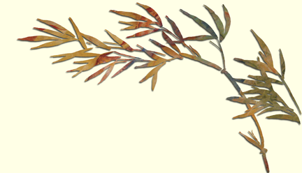 [bamboo2.png]