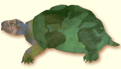 [turtle.png]