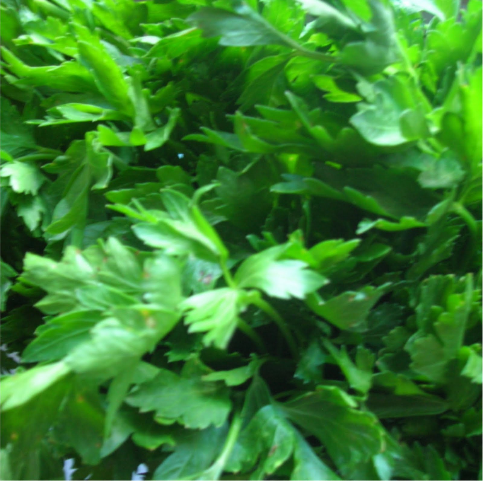 parsley tea