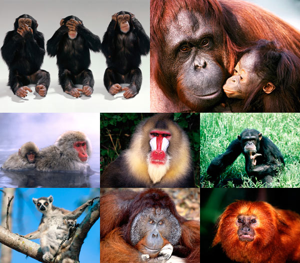 [MonkeyWallpapers23.jpg]