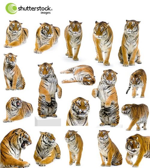 [St-Tiger-13.jpg]
