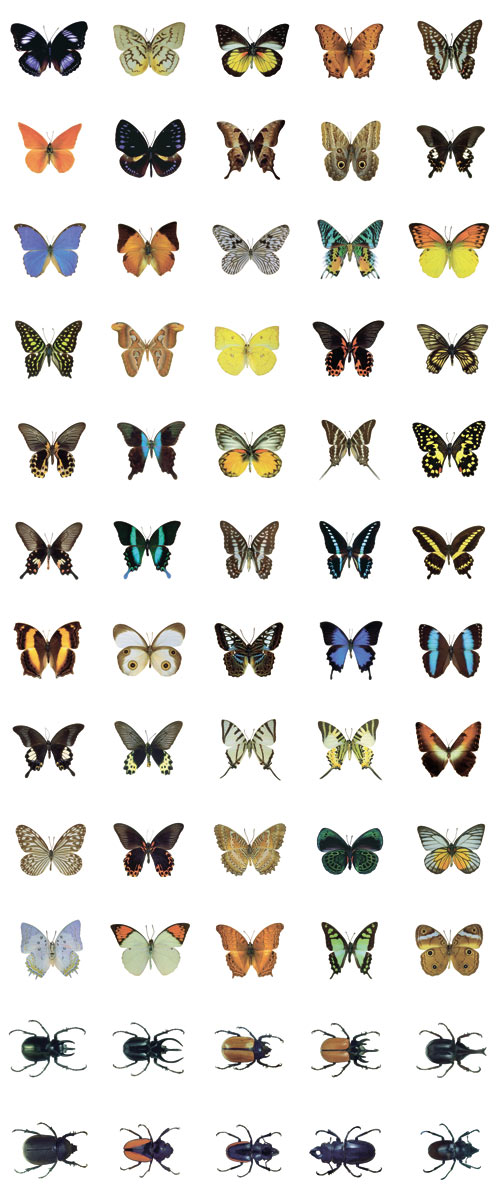 [DI007-Insects-100.jpg]