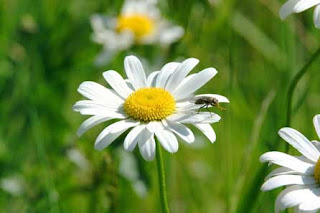 Primavera