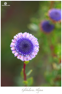 Flores de Primavera, Alypum