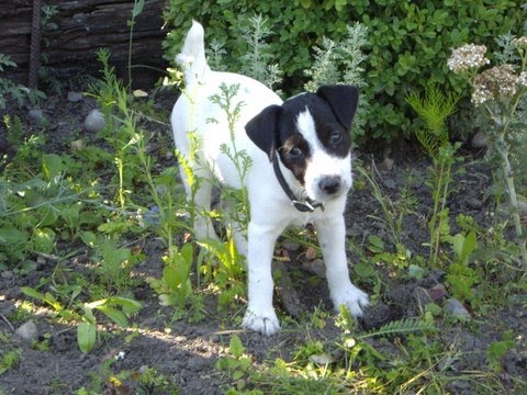 salishan jack russell terriers