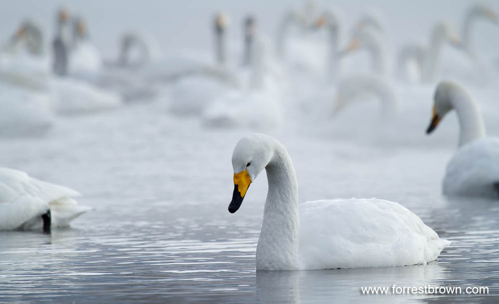 [2010-02-03+Hokkaido_0854.jpg]