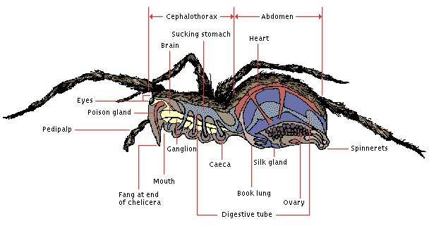 THE WORLD OF INSECTS AND ARACHNIDS: ARACHNIDS I