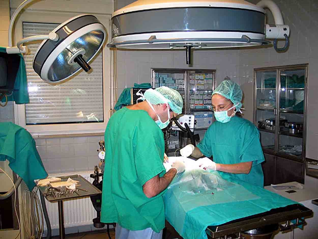 Asl Veterinaria Villa S Giovanni Asl Veterinaria Villa S Giovanni