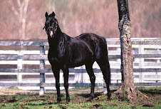 caballo negro de pura raza ingles