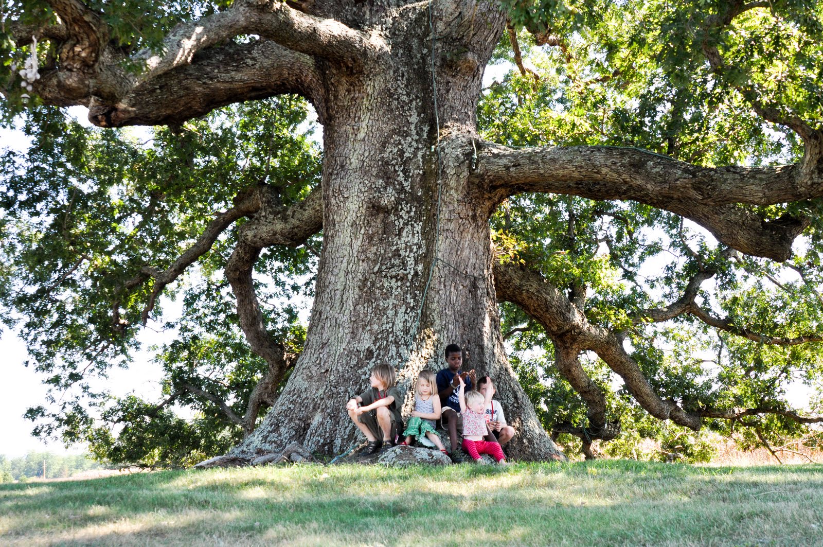 Remarkable Trees of Virginia Oak Ridge Estate White Oak