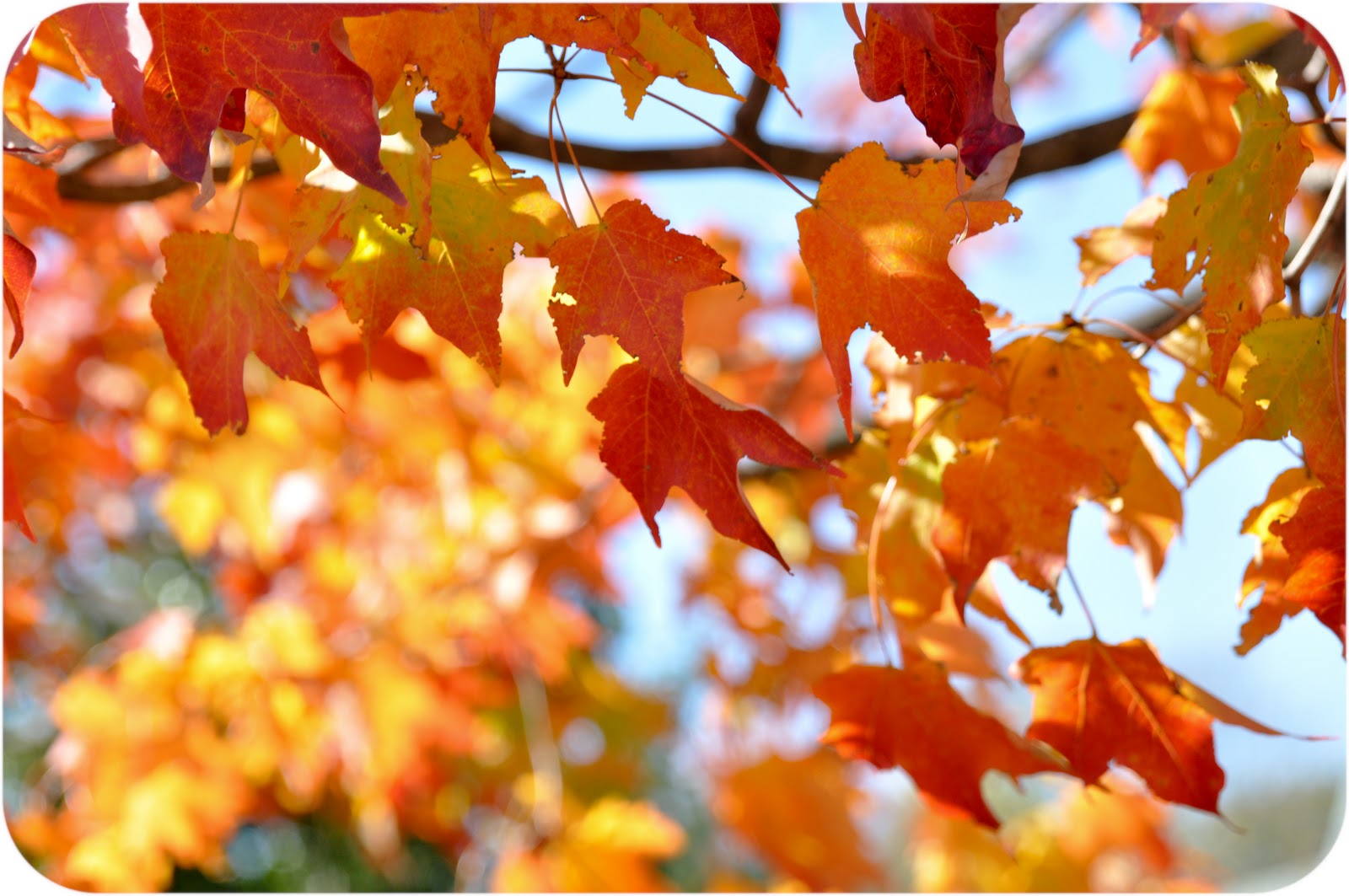 Remarkable Trees of Virginia Sperryville Sugar Maple