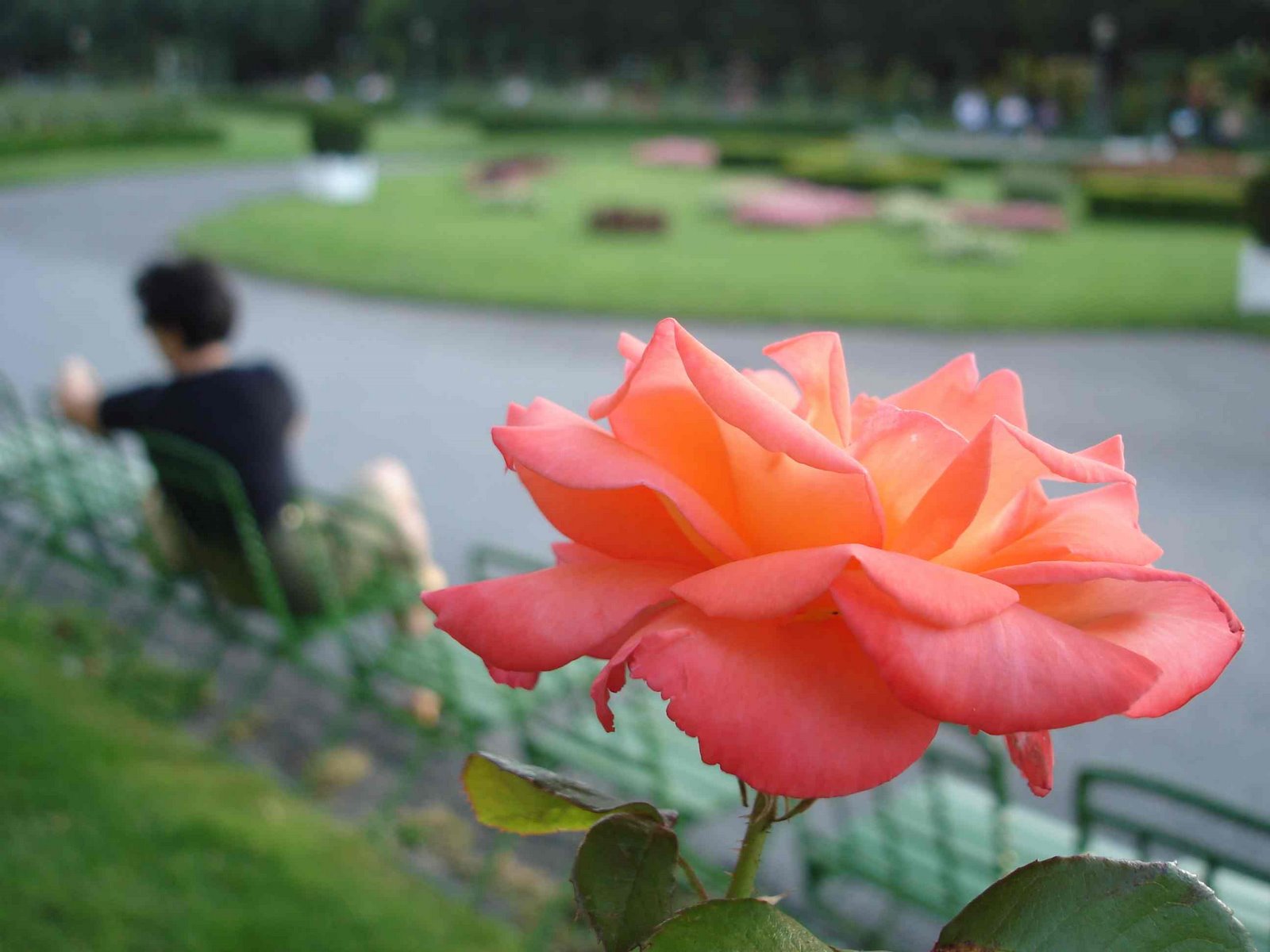 [Rose+Garden+18++June+07+016.jpg]