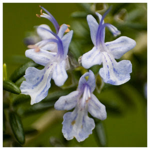 rosemary flower