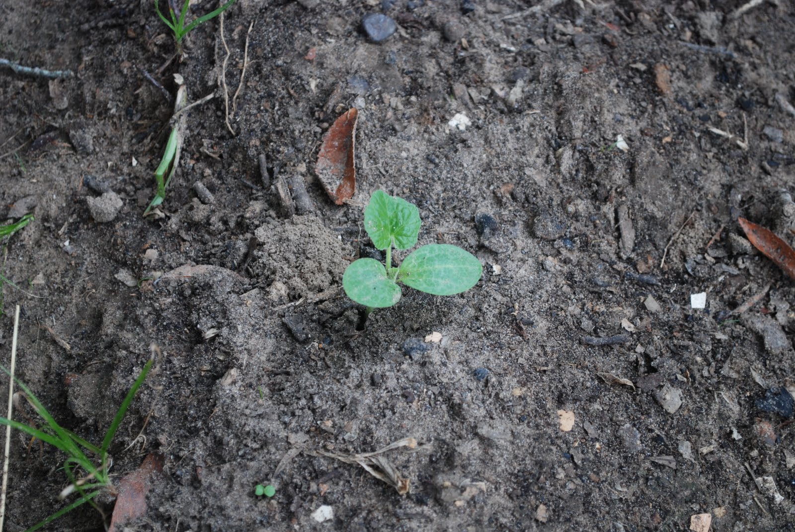 Happy Chappy Gardens Mini Jack Pumpkin Sprouts
