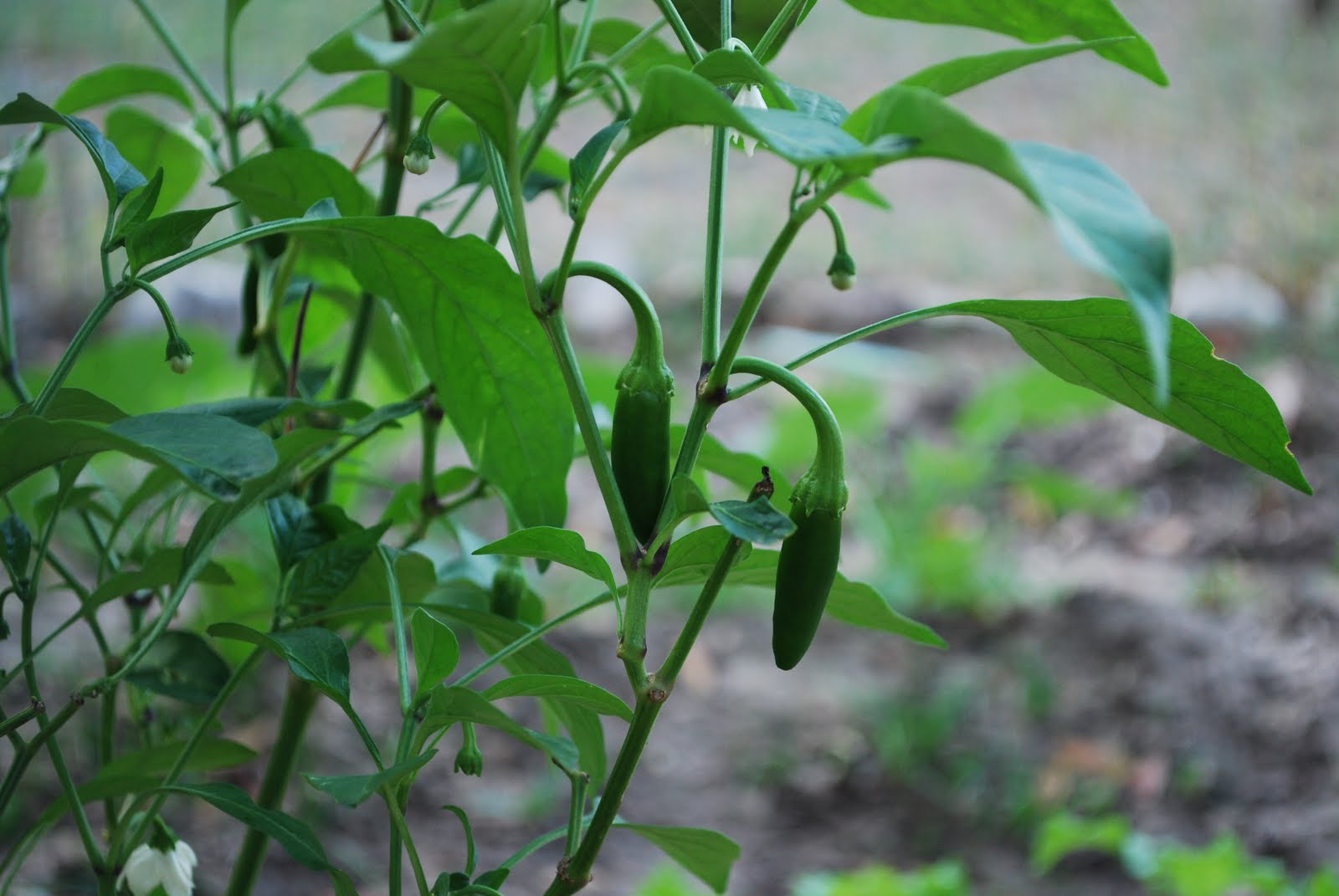 Happy Chappy Gardens Baby Jalapeno Boom