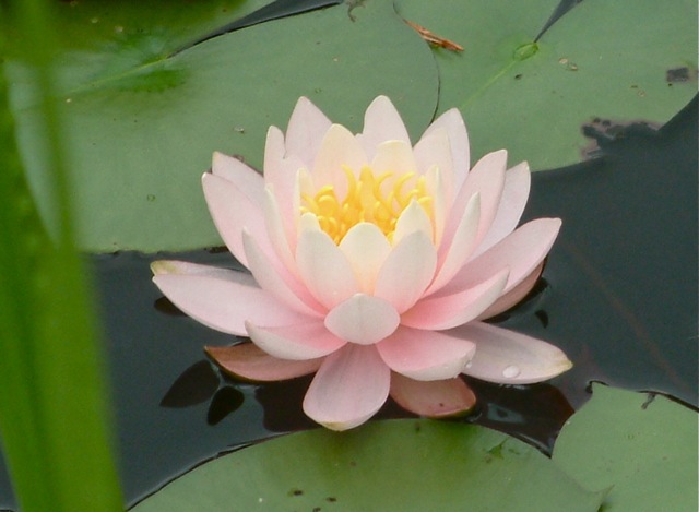 Floating Lotus