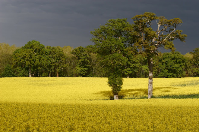 Sur le chemin du "Bonheur"