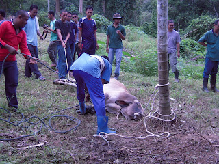 menumbang lembu