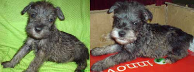 Willbert Shop Agustus 2008