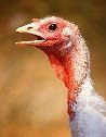 Large Female White Turkey (Scott Bauer, USDA)
