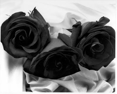 Wallpaper World: Black Roses wallpaper black rose. Wallpaper World: Black Roses