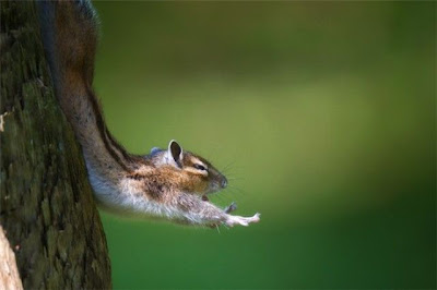 Funny Animal Pictures