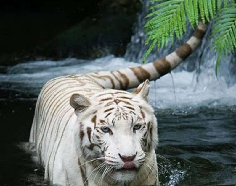 My Weekend Journal: Year of the Metal Tiger Chinese Horoscope 2010