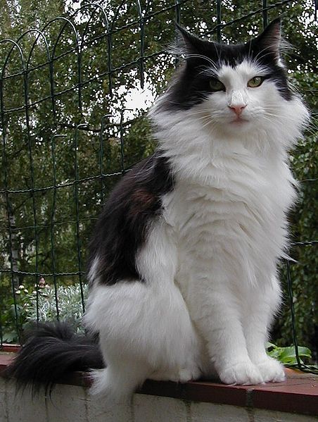 neutered male cat. Norwegian Forest Cat