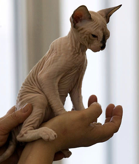 Cats and Kittens: Sphynx