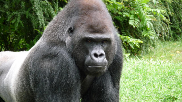 [P1000276_Gorilla_klein.JPG]