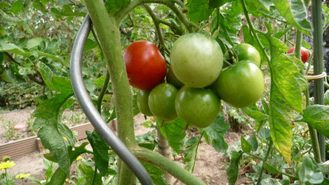 [P1000440_Tomaten_klein.JPG]