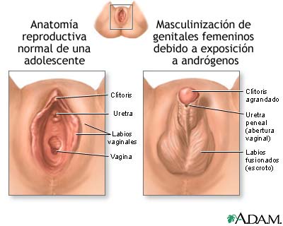 VAGINA ADENTRO vagina adentro: